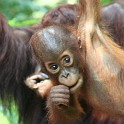 Singapur Zoo